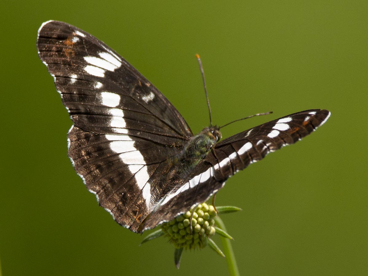 Habitus Oberseite